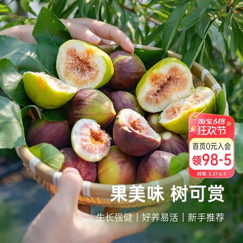 海蒂的花园无花果树果苗盆栽庭院家庭地栽水果树苗好种易养