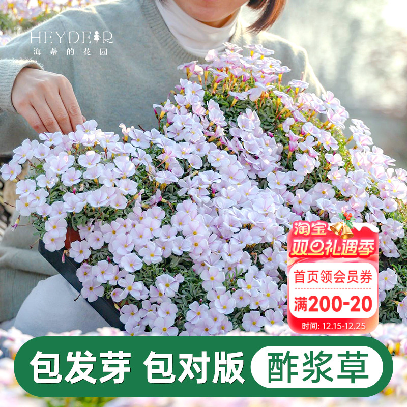 海蒂的花园酢浆草盆栽苗易开花阳台栽种庭院多年生花卉植物花期长