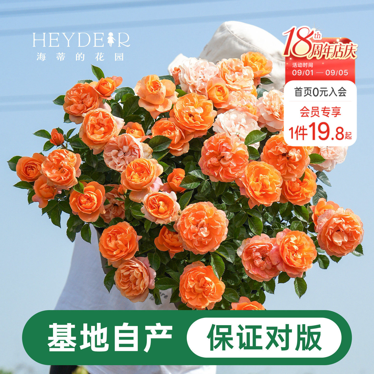海蒂的花园月季花苗盆栽小苗爬藤玫瑰果汁阳台多季开花地栽花苗图片