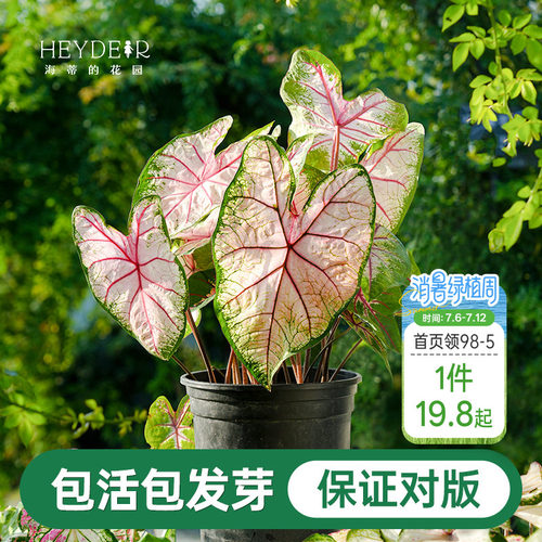 海蒂的花园彩叶芋种球粉色飞溅白色恋人桌面盆栽观叶植物室内绿植