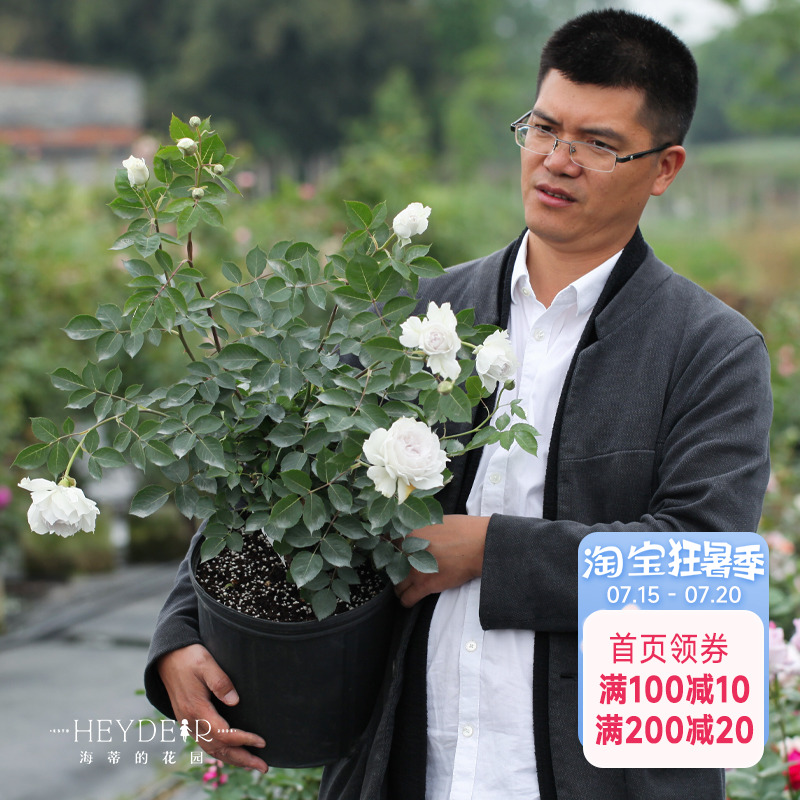 海蒂的花园月季加百利大天使