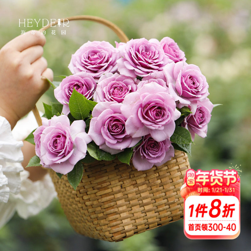 海蒂的花园月季薰衣草门廊勤花灌木抗病紧凑阳台庭院植物盆栽苗,鲜花速递/花卉仿真/绿植园艺,月季/蔷薇/玫瑰,淘宝优惠券,粉丝福利购,淘宝优惠卷