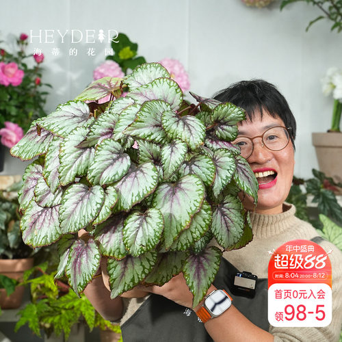 海蒂的花园秋海棠盆栽竹节海棠阳台室外室内客厅桌面绿植观叶植物