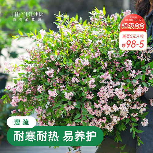 春天花瀑布溲疏海蒂的花园灌木