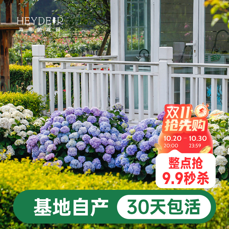 海蒂基地自产高品质绣球无尽夏