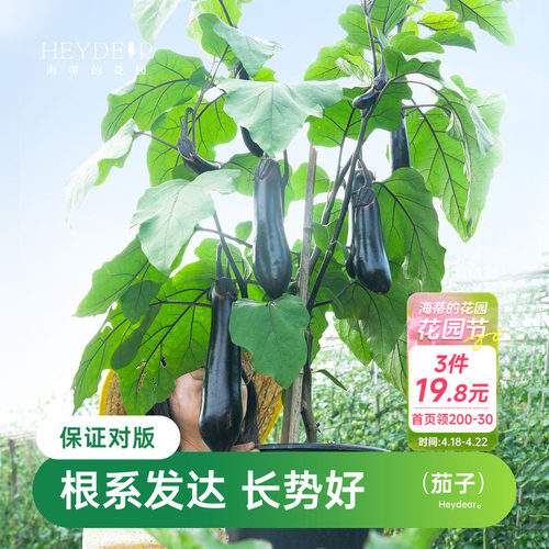 海蒂的花园茄子苗盆栽秧苗阳台蔬菜苗果蔬海妈