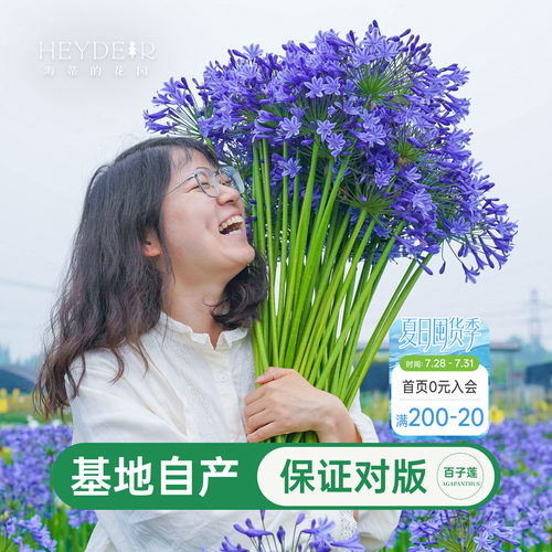 海蒂百子莲庭院耐热植物花卉