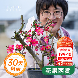 海蒂的花园垂丝海棠树苗庭院地栽风景树盆栽乔木灌木耐寒花卉好养