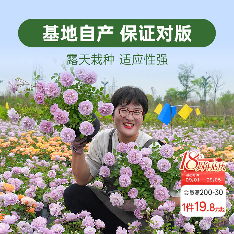 海蒂的花园月季花苗盆栽小苗爬藤玫瑰果汁阳台地栽花苗图片