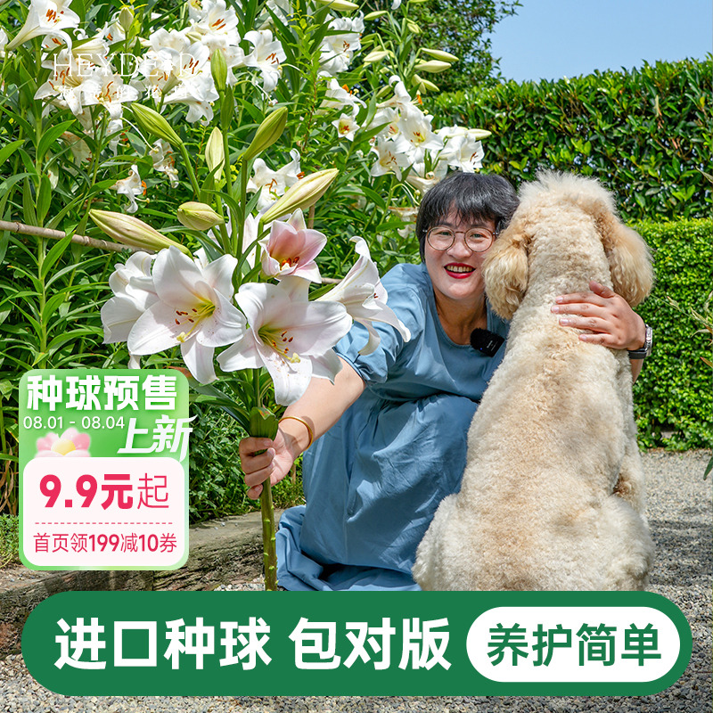 进口种球好养包对版海蒂的花园