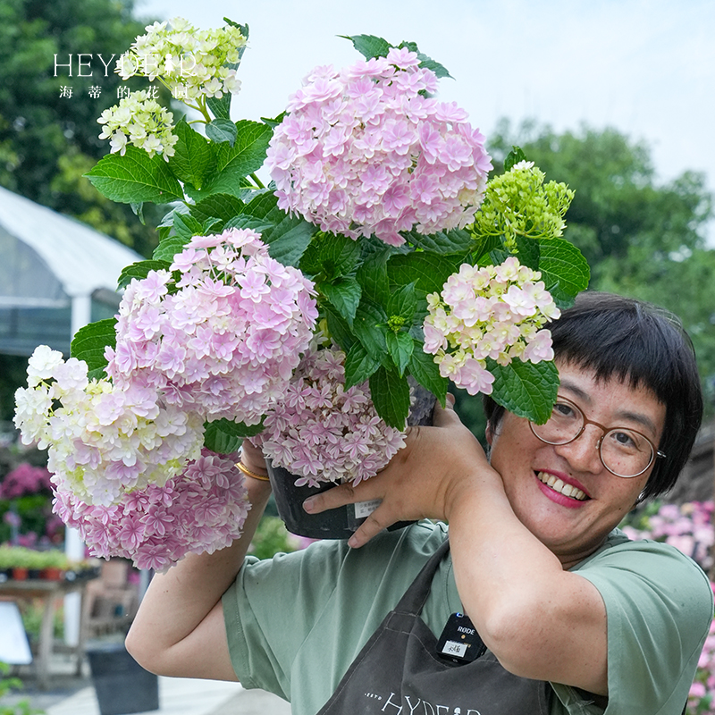 海妈家自产绣球带花苞发货无尽夏