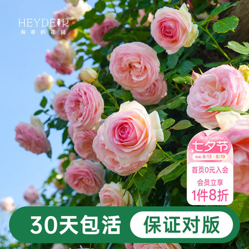 海蒂的花园月季花苗粉色龙沙宝石
