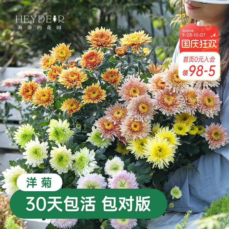 海蒂的花园菊花盆栽洋菊带花苞图片