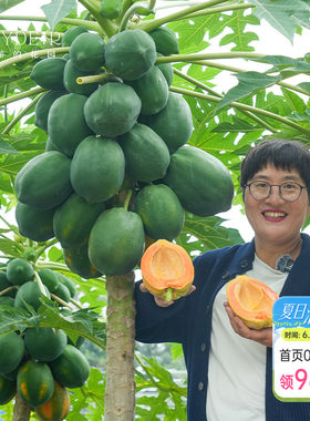 海蒂的花园 水果木瓜树苗盆栽苗南方种植庭院盆栽地栽果树果苗