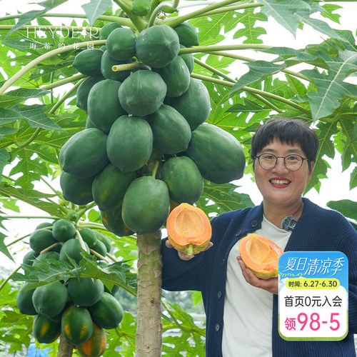 海蒂的花园 水果木瓜树苗盆栽苗南方种植庭院盆栽地栽果树果苗