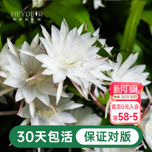 海蒂 花园昙花小叶卷叶趣味阳台庭院可垂吊植物耐阴花苗花卉盆栽