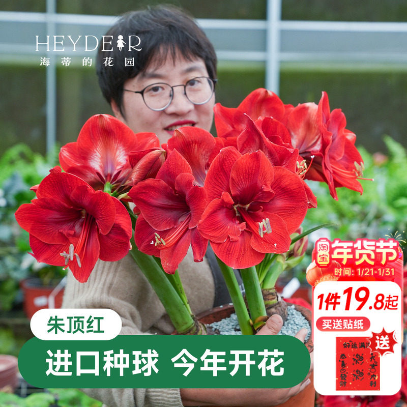 海蒂的花园成都总店朱顶红进口种球重瓣盆栽【30天包活保证对版】,鲜花速递/花卉仿真/绿植园艺,种苗/半成品盆栽,淘宝优惠券,粉丝福利购,淘宝优惠卷