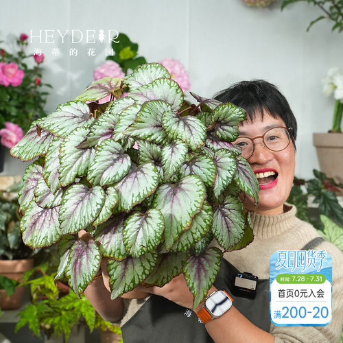海蒂的花园秋海棠盆栽竹节海棠阳台室外室内客厅桌面绿植观叶植物
