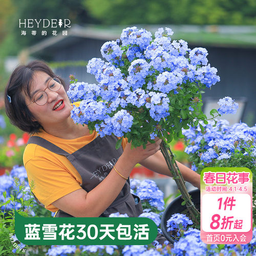 海蒂的花园蓝雪花盆栽耐热阳台可爬藤四季好养易活花卉植物室内花