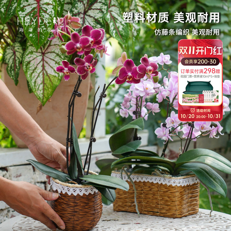 海蒂的花园 塑料仿藤编花篮蝴蝶兰长寿花绿萝创意园艺装饰套盆