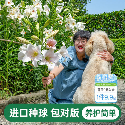 海蒂的花园百合种球重瓣香水