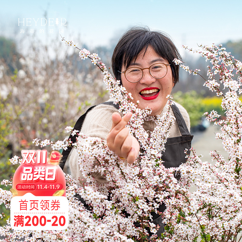 易养易活春季易爆花绣线菊喷雪花