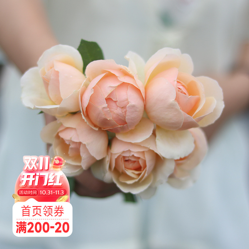 海蒂的花园 无名的裘德欧月浓香灌木月季大花包子长势好花卉盆栽