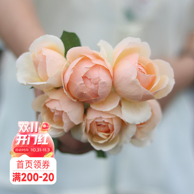 海蒂的花园 无名的裘德欧月浓香灌木月季大花包子长势好花卉盆栽