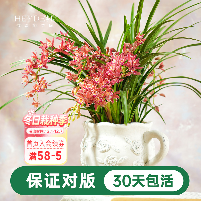 兰花杂交兰国兰多年生花卉盆栽