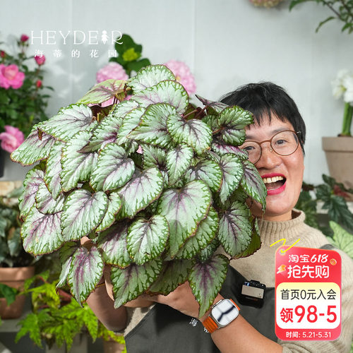 海蒂的花园秋海棠盆栽竹节海棠阳台室外室内客厅桌面绿植观叶植物
