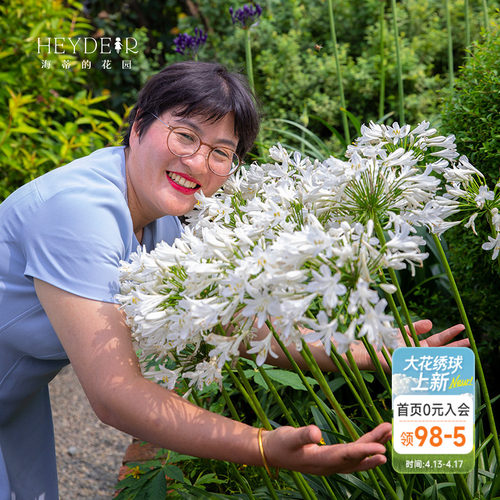 海蒂百子莲庭院耐热植物花卉
