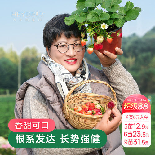 海蒂的花园草莓盆栽苗穴盘苗可地栽红颜章姬建德白露黔莓1号宁玉