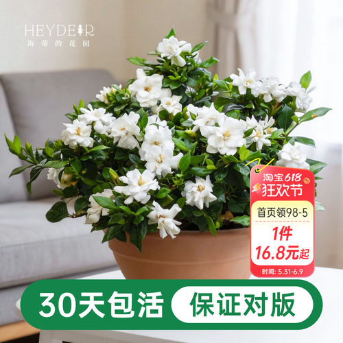 海蒂的花园栀子花盆栽树苗开花浓香花卉植物庭院阳台常绿植物