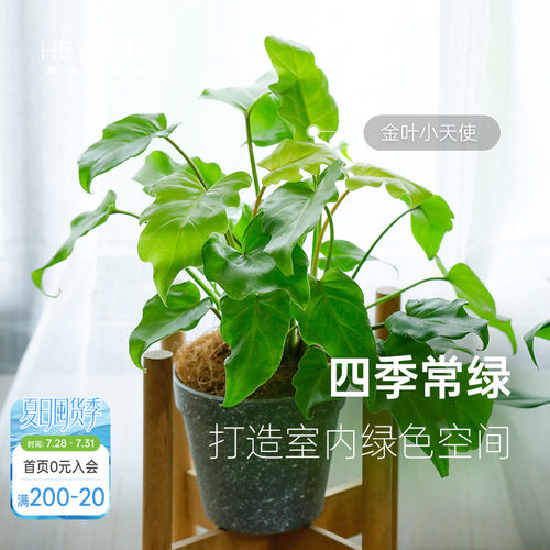 蔓绿绒客厅书房书桌室内观叶绿植