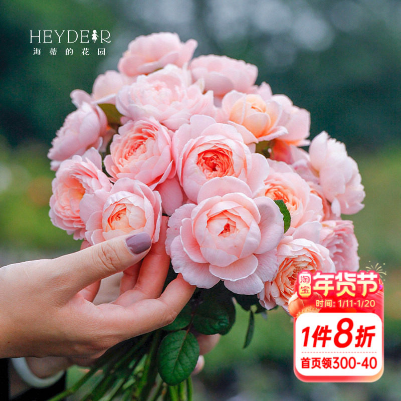 海蒂的花园瑞典女王直立月季包子仙美花量大表现好庭院植物盆栽苗,鲜花速递/花卉仿真/绿植园艺,月季/蔷薇/玫瑰,淘宝优惠券,粉丝福利购,淘宝优惠卷