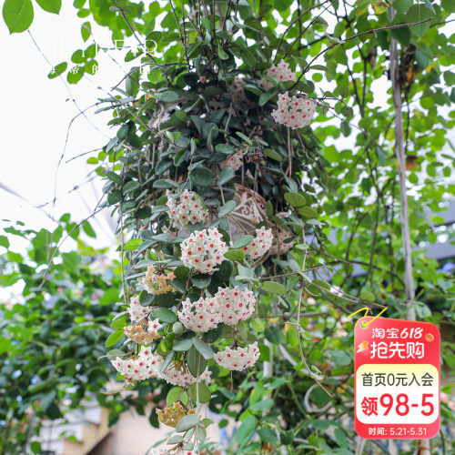 【小红书10万人种草】球兰好养
