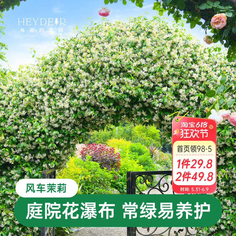 海蒂的花园风车茉莉苗爬藤植物大苗盆栽阳台庭院绿植四季常绿开花