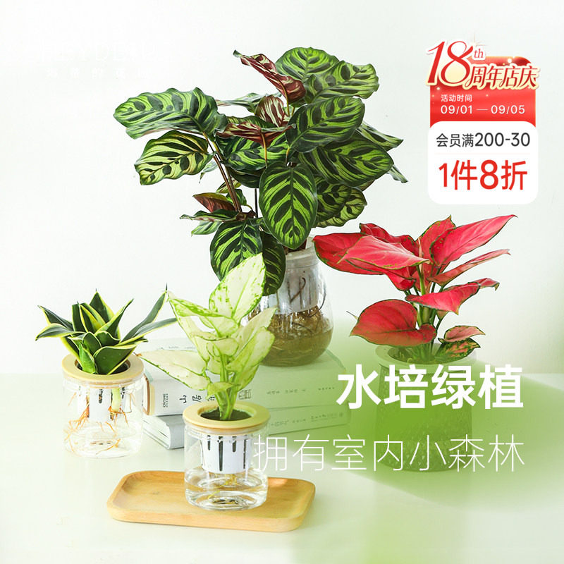 海蒂的花园桌面绿植盆栽图片