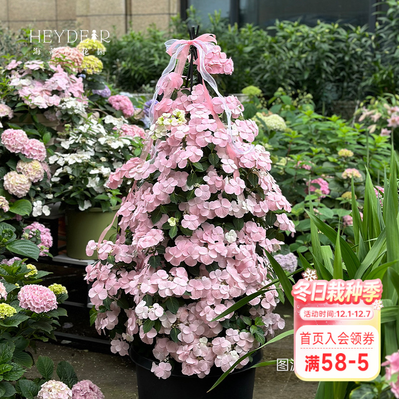 海蒂的花园逃跑新娘绣球花苗