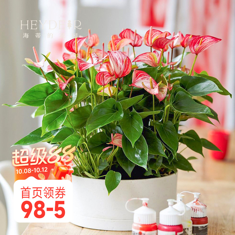 海蒂的花园红掌盆栽带花阳台客厅办公室绿植花卉植物室内室外观花