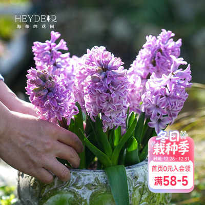 海蒂的花园风信子球根花卉阳台花园盆栽地栽芳香花卉植物盆栽种球