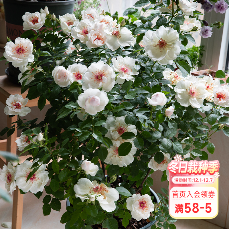 海蒂的花园杰奎琳杜普蕾直立月季