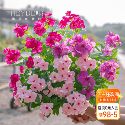 海蒂的花园长春花阳台花量大