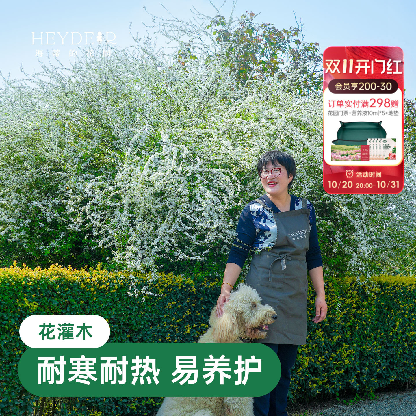 海蒂的花园雪柳鲜枝喷雪花树苗黄金喷泉绣线菊耐寒耐冻灌木植物
