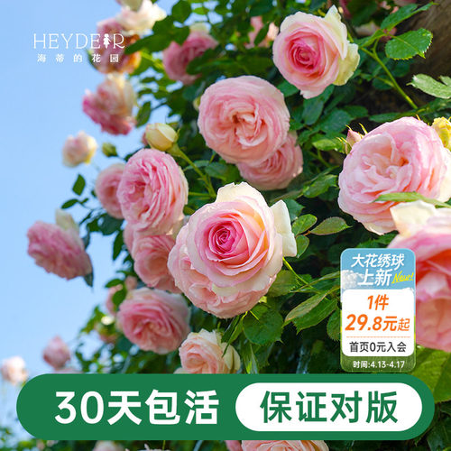 海蒂的花园月季花苗粉色龙沙宝石