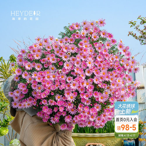 多年生玛格丽特盆栽草花