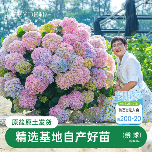 海蒂的花园绣球花苗无尽夏宴会新品绣球庭院阳台易活植物花卉盆栽 - 封面