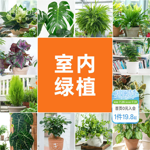 海蒂的花园室内绿植铂金钻龟背竹盆栽室内客厅桌面办公室观叶植物