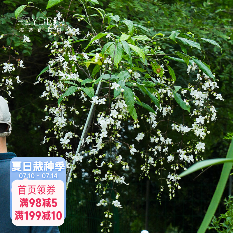 海蒂的花园垂丝茉莉常绿垂吊花卉