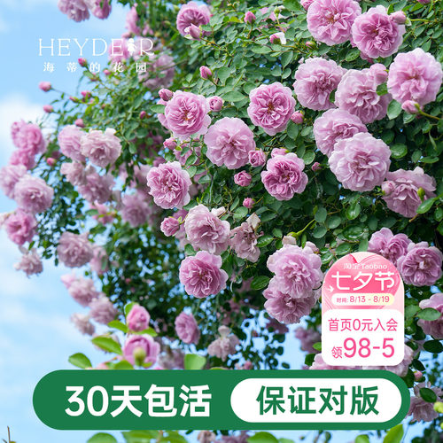 海蒂的花园爬藤月季花苗